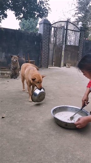 Every time they are fed, their coordination is like "silence speaks louder than words."