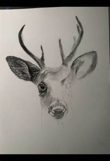 Eyes of the Wilderness: Charcoal Animal Art