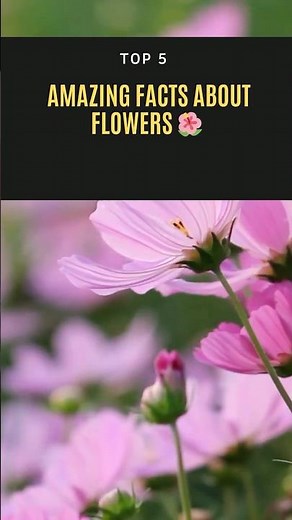 Top 5 Amazing Facts About Flowers 🌸 #cbt #facts #history #top #flower #girl #sunny