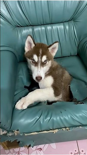 Clumsy husky puppy gets hilariously stuck in armchair 🐶
