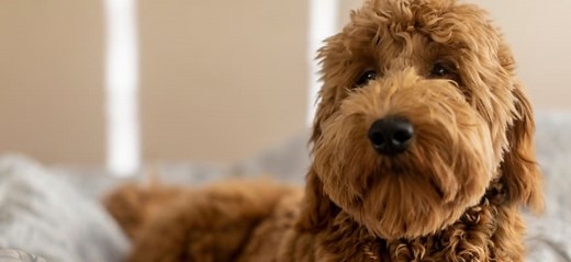 Decoding Goldendoodles: From F1 to Multi-Generation Explained