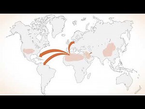 What is dust and how does it affect us? By InDust COST Action