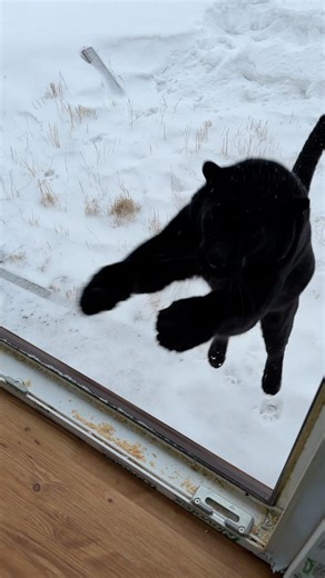 Panther came, panther left 😆