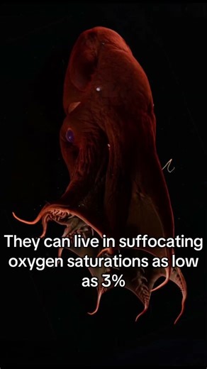 #vampire #squidgame #weirdfacts #animals #animalconservation #facts #vampiresquid #octonauts