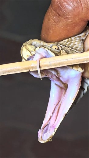 Rassall's viper snake teeth