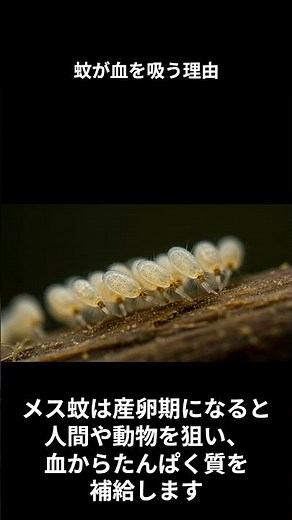 人間の血を吸う蚊、その本当の理由