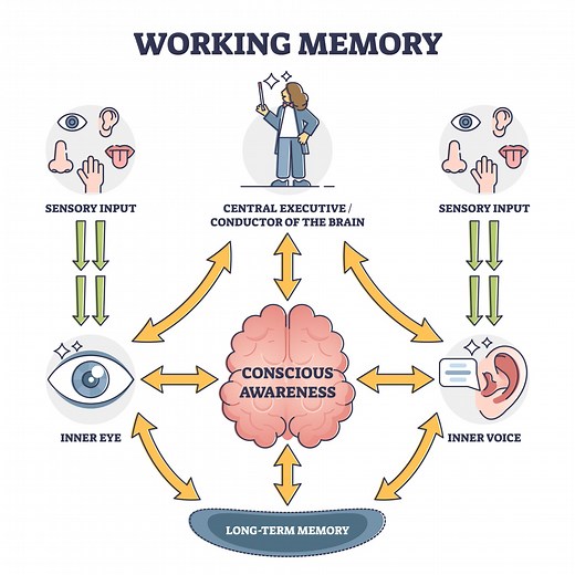 Working Memory Model