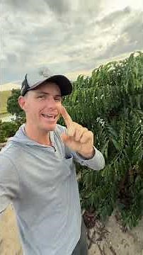 AS2: the clone that adapts to different crops #coffee #agriculture #agro