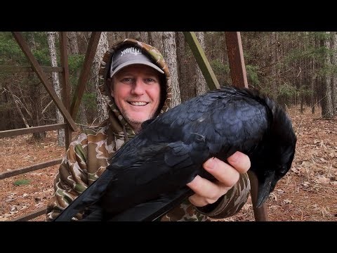 Worst Crow hunter Ever? Cook for the Dogs.