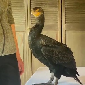 34 reactions | Working with Cormie the Cormorant at the Wildlife Center of the North Coast | Haystack Rock Awareness Program | Facebook