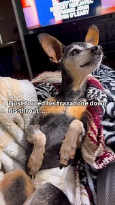 17K views · 43K reactions | Senior dogs can be pretty inflexible - change their routine even a little and they'll definitely let you know they're not happy. #rescuedog #blinddog #deafdog #seniordoglove #dogsoﬁnsta #doglife #cuteseniordog | Dennis Gerard | Facebook