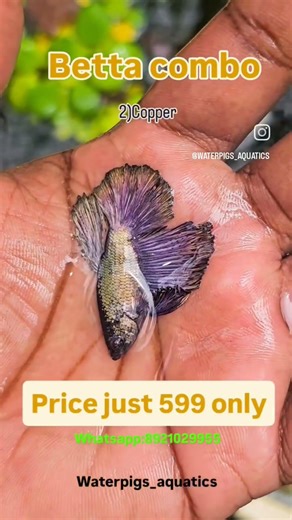 Betta combo