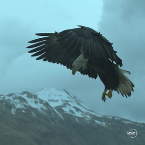 212K views · 7.7K reactions | Eagle landing in slow motion - taken with high speed camera at 1000 frames per second. This takes less than a second in real time! | Sasse Fans News | Facebook