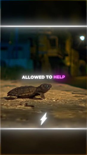 They Wanted To Help The Turtles...😰💔