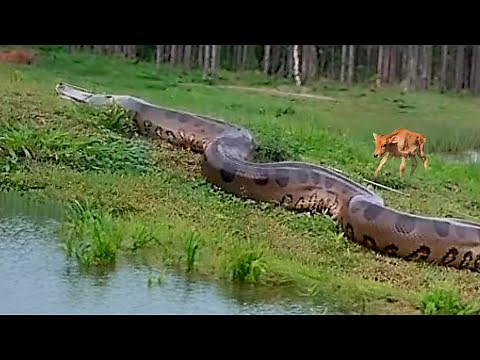 The 6 Biggest Snakes Ever Filmed in Brazil - Giant Anacondas!
