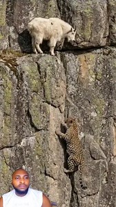 A daring goat stood on a rocky cliff, seemingly untouchable. 🐐 A leopard tried to climb up to catch it, but lost its grip and slipped! 🐆💨 This shows how agility, balance, and awareness can save prey in the wild — and even the strongest predators can make mistakes. Nature teaches us that survival is about skill, not just strength. 🌿 #WildlifeWonder #NatureLessons #LeopardVsGoat #SurvivalSkills #AnimalBehavior #JungleLife #ViralNature #WildlifeEducation #NatureIsWild #EpicNatureMoments | Essie