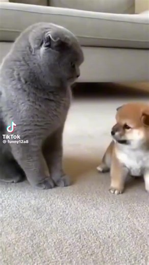 Vidéos de 💟Dora💟 (@dora2024....post) avec son original - 💟Dora💟