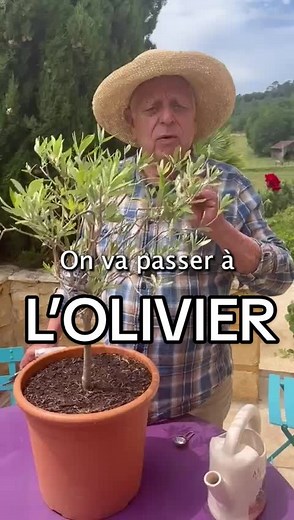 Avoir un olivier #potager #jardin #arbre #olivier #jardinage #plante #astuce #conseil #ecologie #nature #tailler #engrais #plantation #planter #grelinette