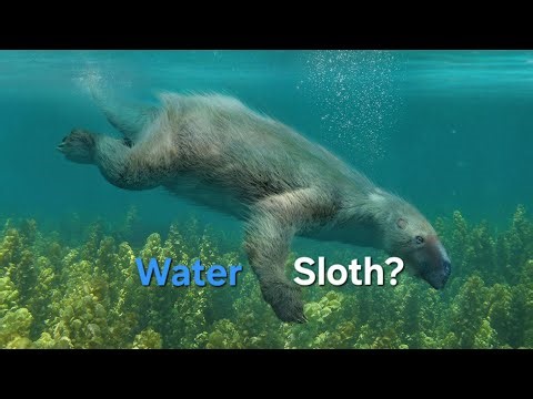 Thalassocnus: The Swimming Sloth