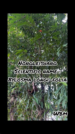 1.2K views · 1.1K reactions | NONGLEISHANG ❤️(medicinal plant) Scientific Name: Xylosma Longi-Folia #highlight #follower #highlightseveryone | Warepam Bhagat | Facebook