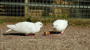 Two white doves enjoy a snack together on a sunny day in the park