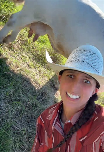 Understanding CIDR: The Blue Strips for Cattle Breeding