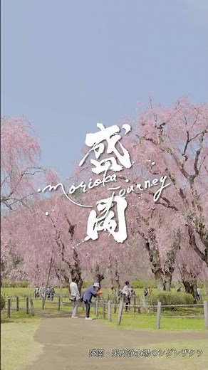 【盛岡の桜４選】岩手県盛岡市の数々の美しい魅力を映像で旅する「もりおかジャーニー」。#盛岡城跡公園　#石割桜　#米内浄水場のシダレザクラ　#高松の池　#もりおかジャーニー　#岩手　#盛岡