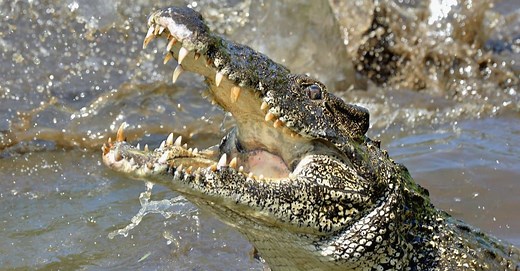 Crocodile Teeth: Everything You Need to Know