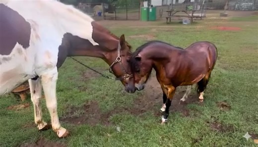 Elderly horse was hours from slaughter - now he’s a foal’s guardian