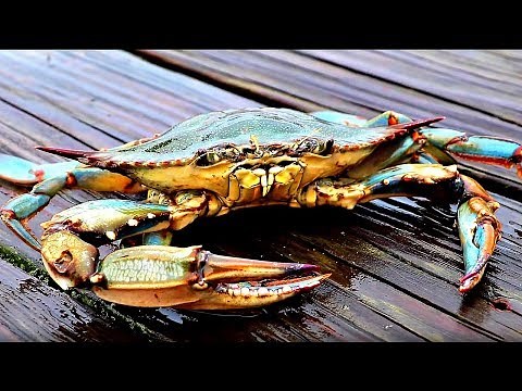 Catch and Cook - BIG CRABS!!