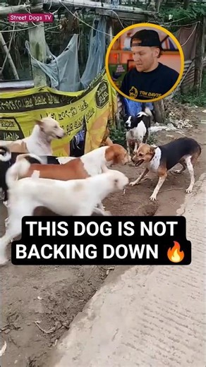 Not aggression. That’s a confident dog standing its ground.