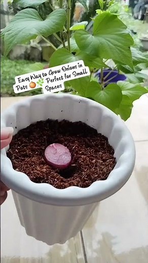 Grow Onions in Pots 🧅🪴 Easy and Fast for Beginners!
