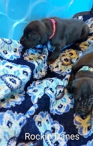 AKC Champion Great Dane Pups! 2 weeksold! #cutepuppies #puppy #cutepuppy #cuteanimal #puppy #tiktok