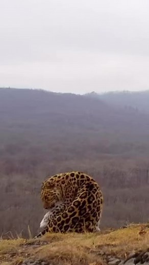 The Amur Leopard from the Land of the Leopard is the rarest big cat in the world. It’s an absolute beauty and privilege to see these guys in the wild in their natural habitat. Enjoy! @amur_leopards_fund #shizzyswildcatrescue #conservation #leopard #amur #amurleopard #amurleopards | Shizzy's Wild-Cat Rescue
