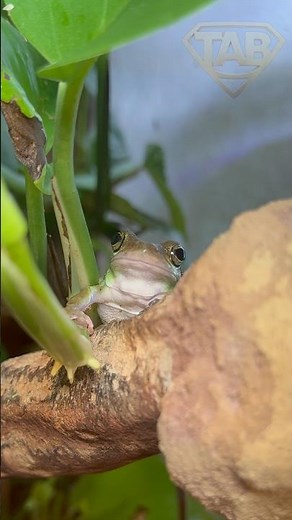 Heute verfüttern wir Heimchen, bestäubt mit Calcium- und Multivitaminpulver #terrarium #frosch