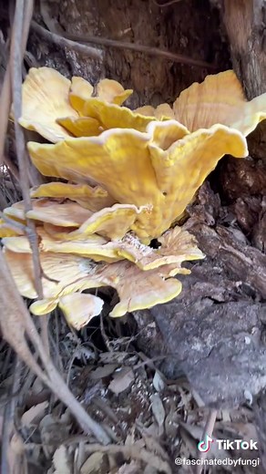 Discovering Edible Chicken of the Woods Mushroom on a Eucalyptus Tree in Napa