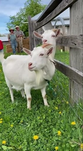 Rare Two-Headed Goat Spotted on Peaceful Village Farm | Amazing Nature Documentary #kidseducatio