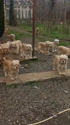 Comparing American and English Cocker Spaniels