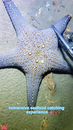 Immersive seafood catching experience#Fyp #sealife #seacreatures #seafood #oceanlife