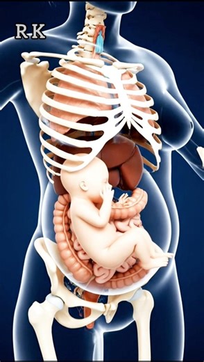 3D Cross-Section Reveal: How a Baby Moves Inside the Womb