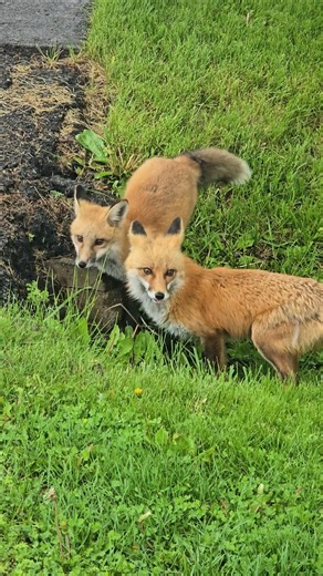 What type of fox are these? #articfox #fox #redfox #outdoors #wildanimals