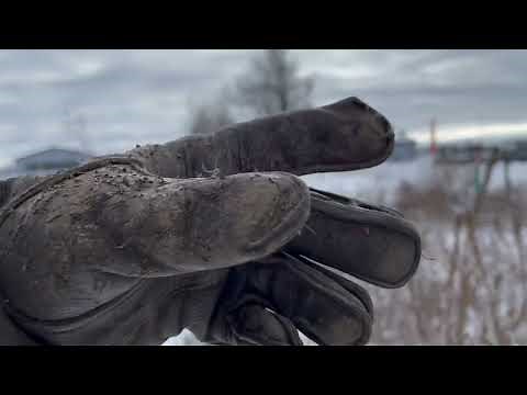 Rabbit Hunting with Blackhawk Hunting Dachshunds and Hawks (Full Hunt video) 01/02/22