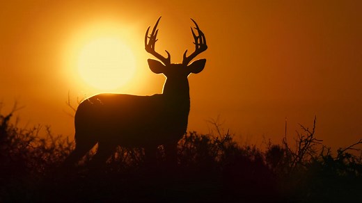 Deep in the Heart: A Texas Wildlife Story (2022)