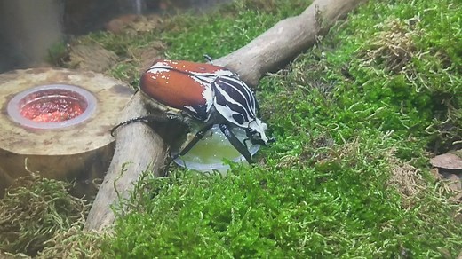 【Goliathus goliatus】歌利亚大角花金龟