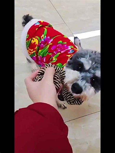 Pet Supplies  Dog Cotton Knot Toy Collection Molar Teeth Cleaning Bite Resistant Knot Dog Toy