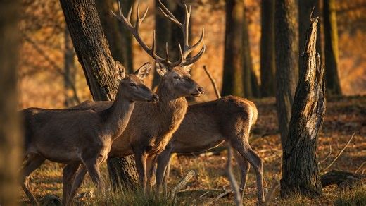 Camera trap reveals wild deer exploring forest during sunset light