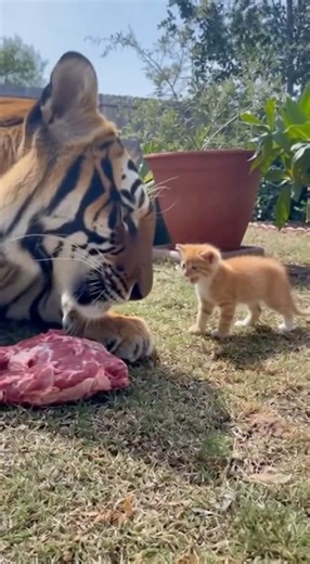 Kitten Approaches Tiger Eating Meat… Unexpected Reaction