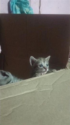 Cute small kitty🐈/Cat Small Baby😍/#kitty #cats #shorts #shortsfeed