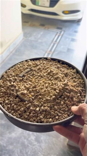 Feeding My Hens & Collecting Fresh Eggs | Mini Poultry Farm Routine #farming #eggfarm #shorts