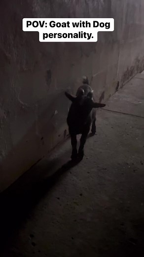 This Goat shocked me😂🙆🏾‍♂️ 🐐 #GOAT | Ezy Pain TV